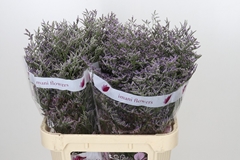Limonium Skylight 80cm 35gr.