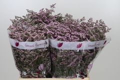 Limonium Safora Oshi Pink 60cm 25gr.