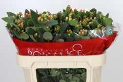 Hypericum Mellow Romance 70cm
