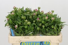 Ranunculus Butterfly Musa 50cm 40gr.