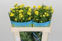 Ranunculus Butterfly Phytalos 50cm 30gr.