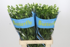 Ranunculus Butterfly Litai 70cm 40gr.
