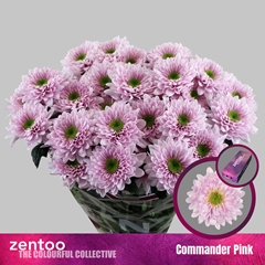 Chrysanth Spray Commander Pink 70cm 85gr.