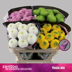 Chrysanth Single Mix 70cm 80gr.