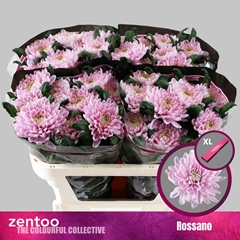 Chrysanth Single Rossano 70cm 80gr.