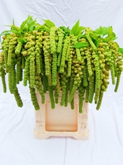 Amaranthus Caudatus Cycloop 75cm