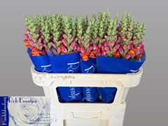 Antirrhinum Antibes Orange 75cm