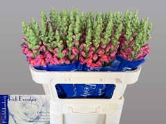 Antirrhinum Avignon Rose 75cm