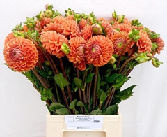Dahlia Cornel Bronze 50cm