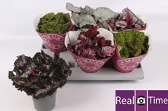 Begonia Leaf Beleaf Mix 13Ø 25cm