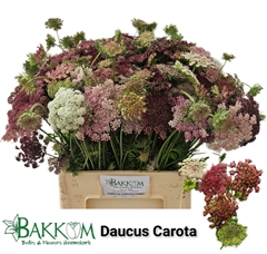 Daucus Carota Dara 60cm