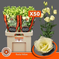 Eustoma Double Rosita Yellow 70cm