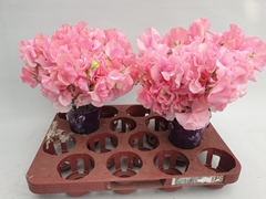 Lathyrus Winter Sunshine Pink 25cm