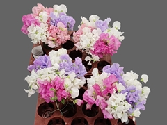 Lathyrus Mix 25cm
