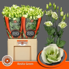 Eustoma Double Rosita Green 70cm
