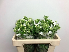 Oxypetalum Perfect White Harmony 50cm
