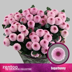 Chrysanth Spray Sugarbunny 70cm 85gr.