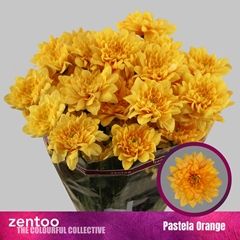 Chrysanth Spray Pastela Orange 70cm 125gr.