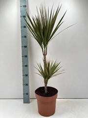 Dracaena Bicolor 21Ø 90cm