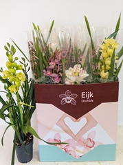 Cymbidium Mixed 14Ø 75cm 4st