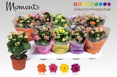 Kalanchoe Double Mix 10Ø 23cm