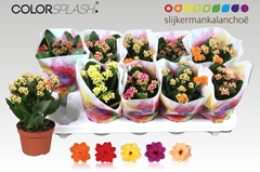 Kalanchoe Double Mix 10Ø 20cm