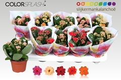 Kalanchoe Double Mix 10Ø 20cm