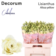 Eustoma Double Alissa Yellow 70cm