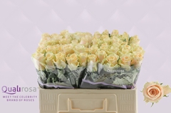 Rosa Charmant 50cm