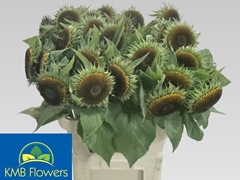 Helianthus Sunfill Purple 80cm