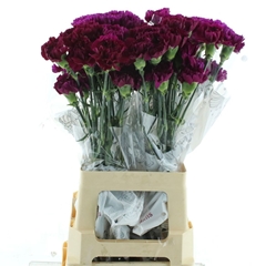 Dianthus Single Yukari Violet 70cm