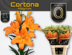 Lily La Cortona 95cm 5+