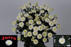 Chrysanth Santini Cologne 70cm
