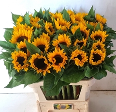 Helianthus Sunrich Orange 85cm