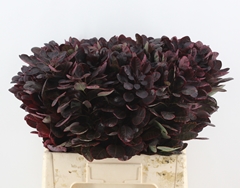 Cotinus Coggygria Royal Purple 60cm