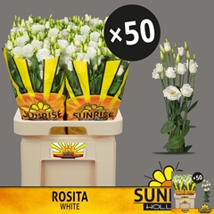 Eustoma Double Rosita White 70cm