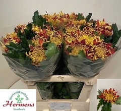 Chrysanth Single Tom Pearce 80cm 120gr.