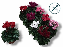 Cyclamen Super Serie Compact 10Ø 25cm