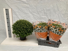 Chrysanthemum Jasoda Dark Yellow 19Ø 50cm