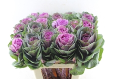 Brassica Red Crane 60cm