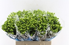Hypericum Coco Bamboo 60cm