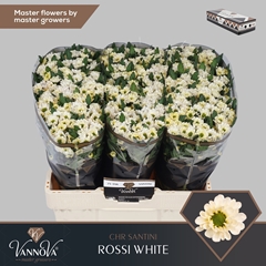 Chrysanth Santini Rossi White 55cm 48gr.