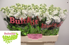 Matthiola Phantom White 56cm