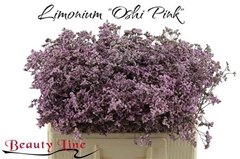 Limonium Safora Oshi Pink 60cm 30gr.