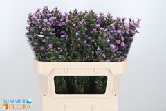 Aster Painted Lady 70cm 30gr.