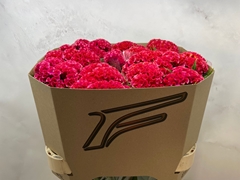 Celosia Coral Diamond 80cm
