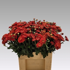 Chrysanth Spray Blenda Red 60cm 65gr.