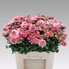 Chrysanth Spray Blenda 60cm 55gr.