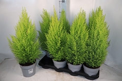 Cupressus Goldcrest Wilma 14Ø 57cm