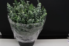 Eucalyptus Baby Blue Per Bunch 50cm 180gr.